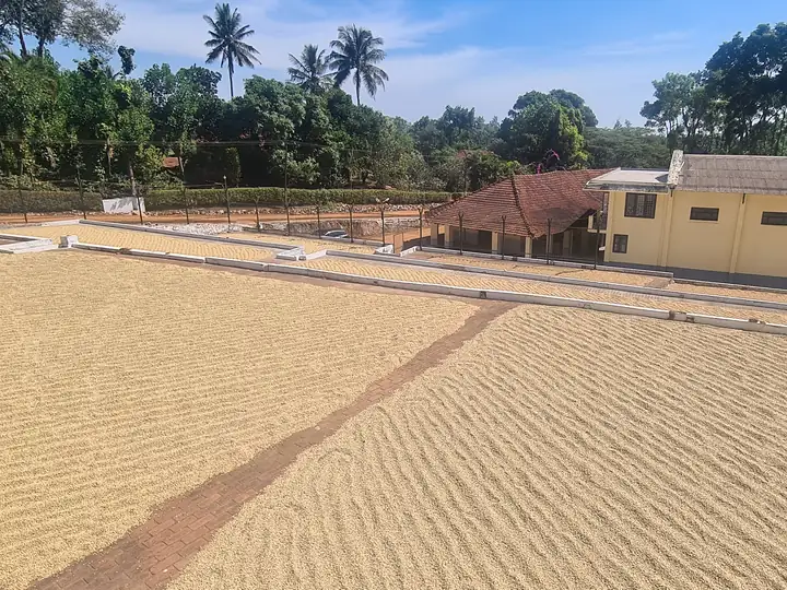 Coffee spread across a curing yard for drying