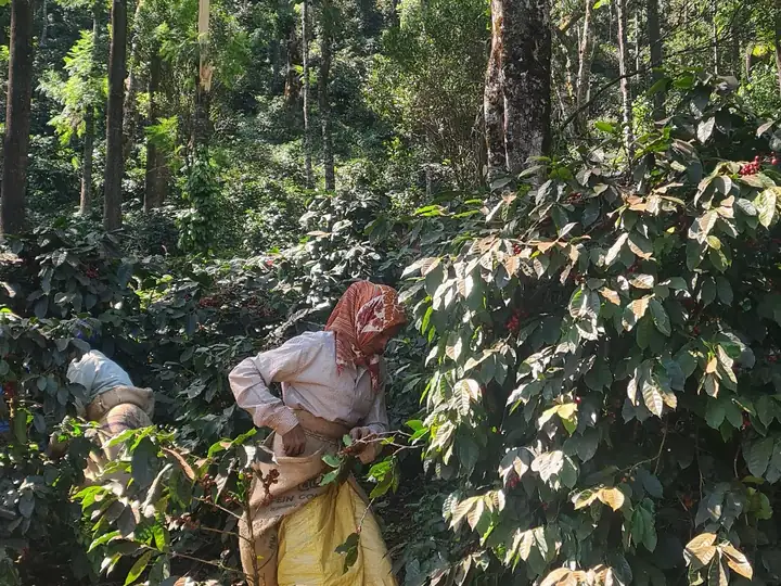 Picker stripping ripe cherry from an Arabica bush
