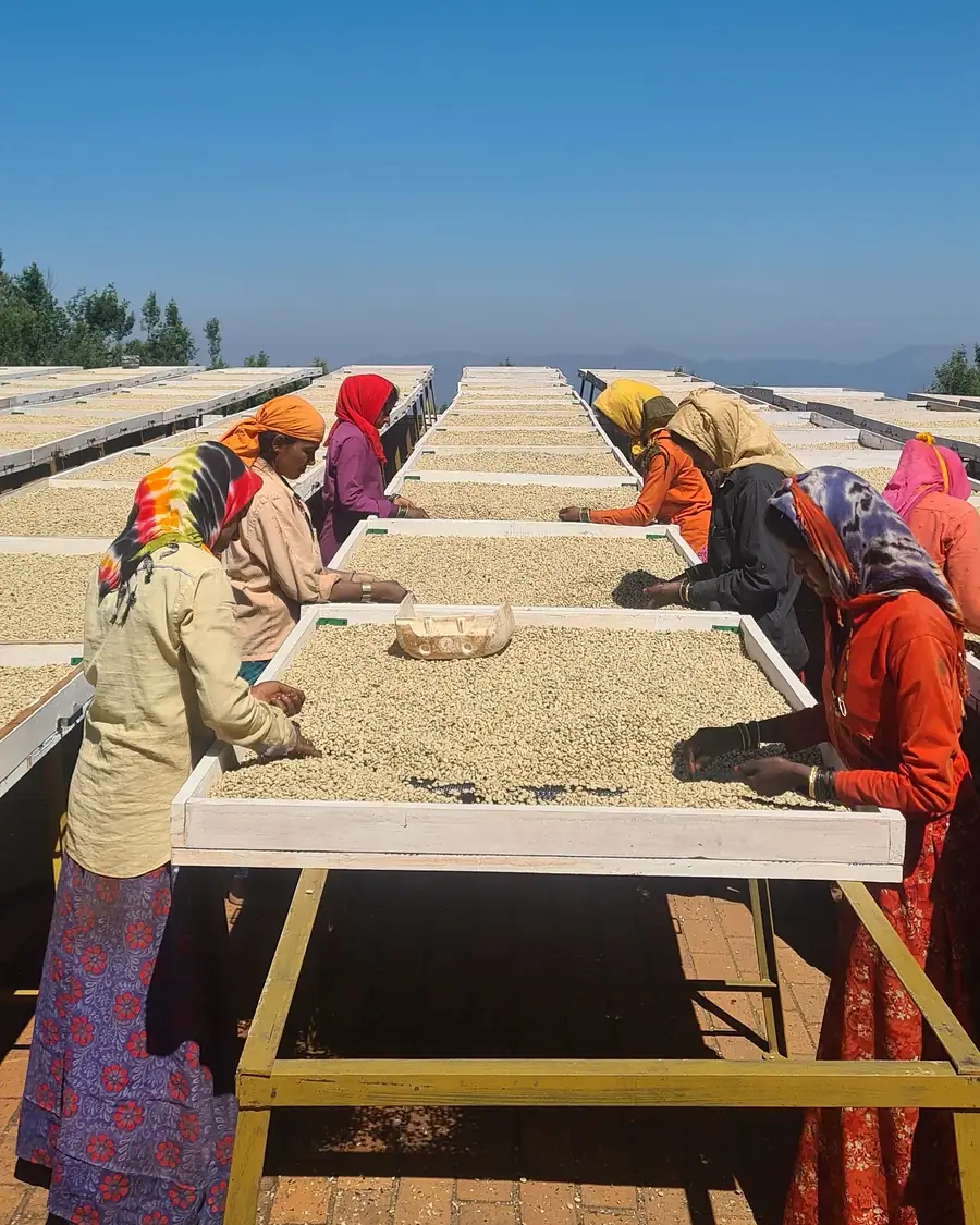 Workers hand-sorting parchment coffee on raised drying tables