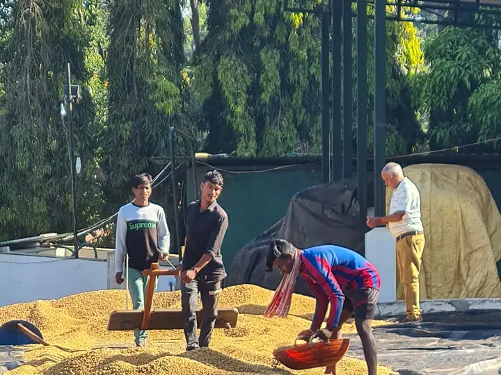 Workers raking washed Robusta across the drying floor