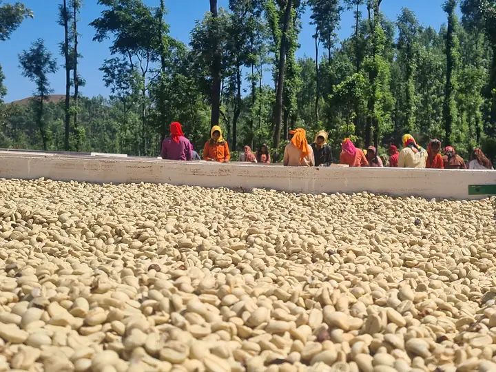 Pale, swollen monsooned coffee resting in a drying bed
