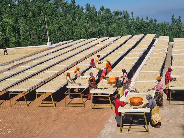 Washed Arabica drying on rows of raised tables