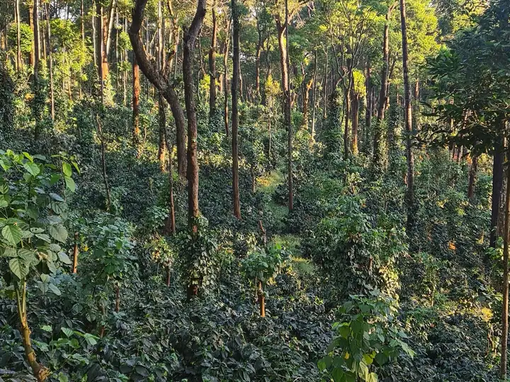 Shade-grown Arabica on an estate slope