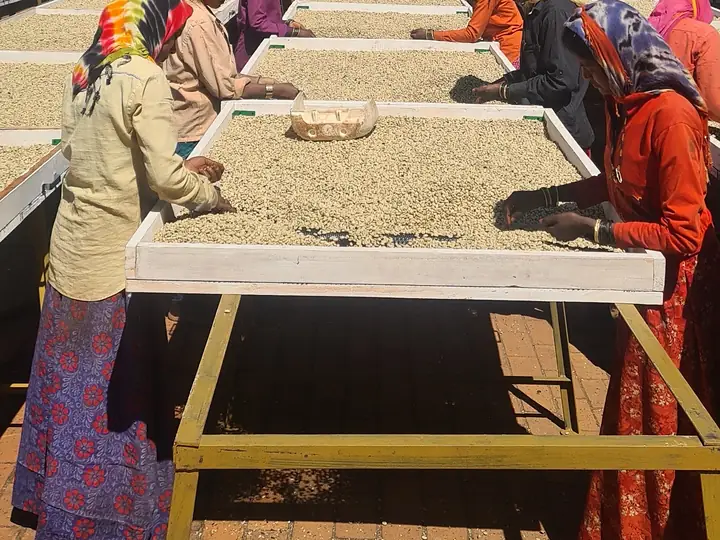 Workers hand-sorting washed Arabica on raised drying tables