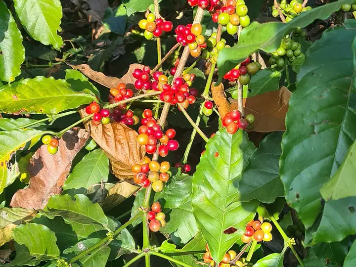 Ripening Robusta cherry in clusters on the branch
