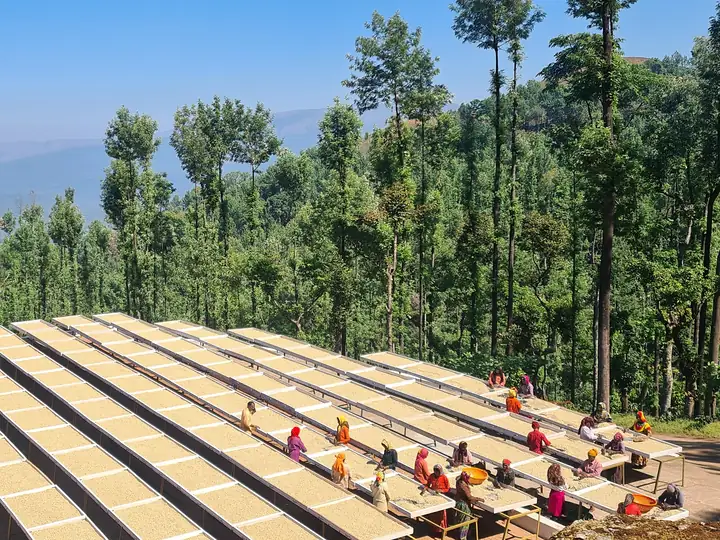 Washed Robusta drying on raised tables above the valley