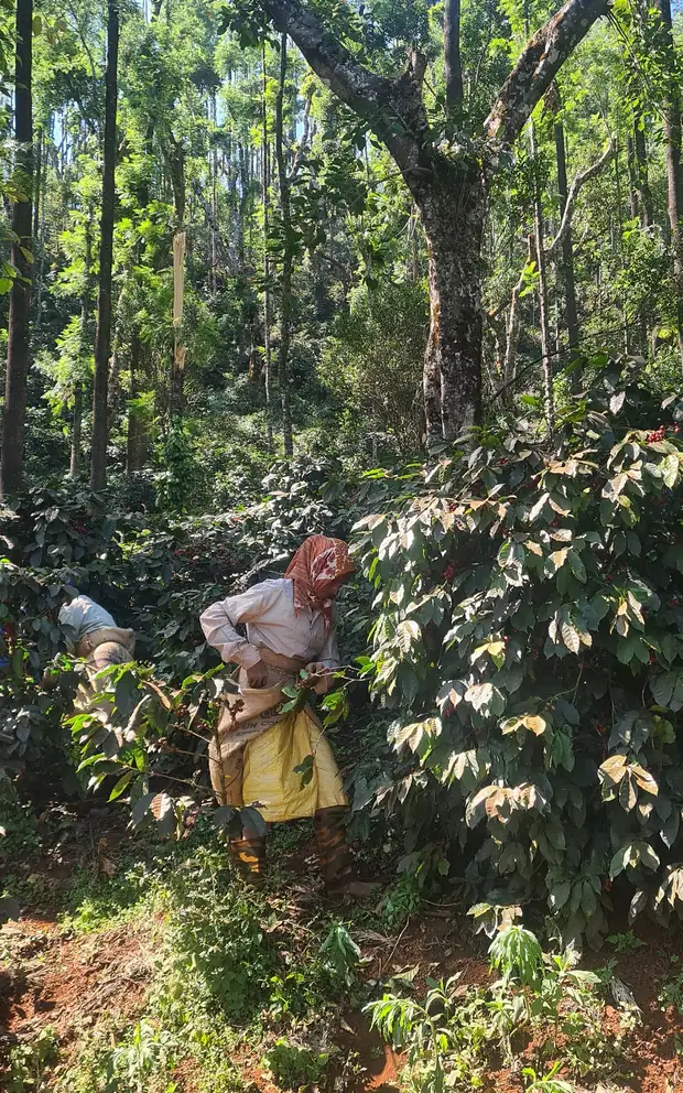 A picker stripping ripe cherry from a coffee bush under shade trees