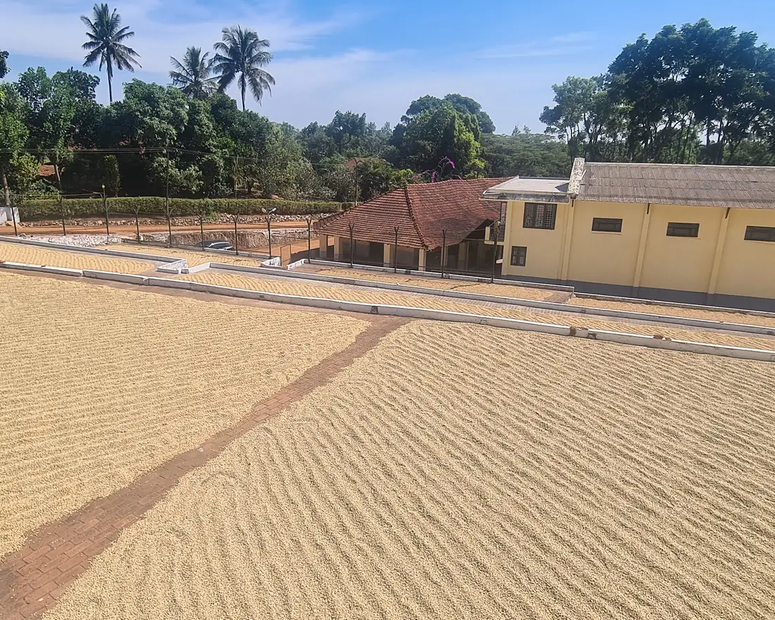 Parchment coffee spread across a drying yard beside the curing works