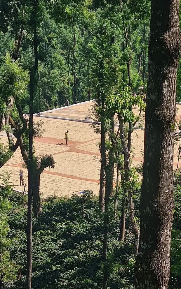 The drying yard seen through the shade canopy from higher up the slope