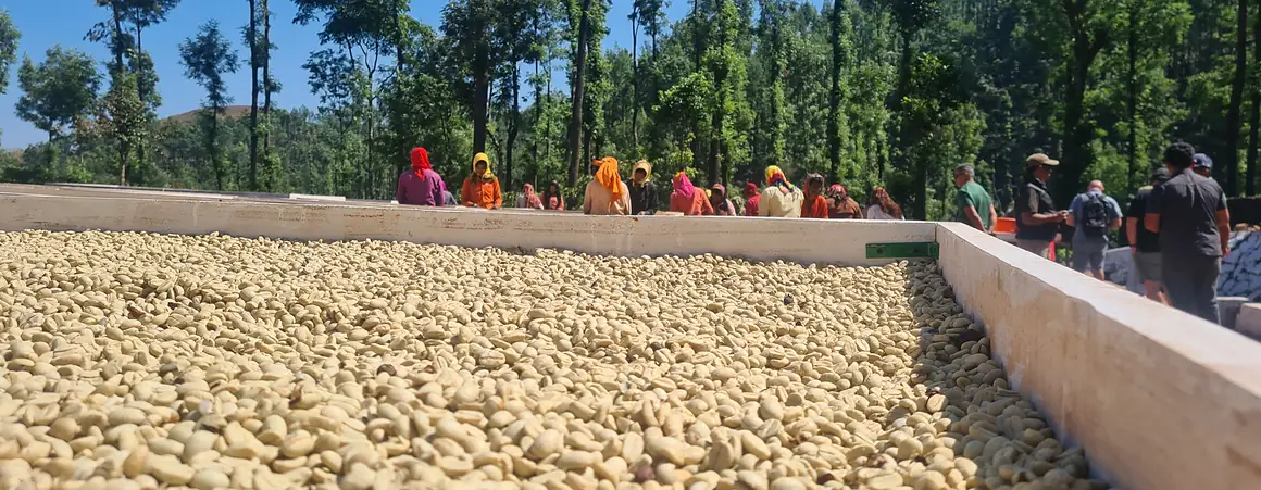 A close view of parchment coffee drying in a raised bed