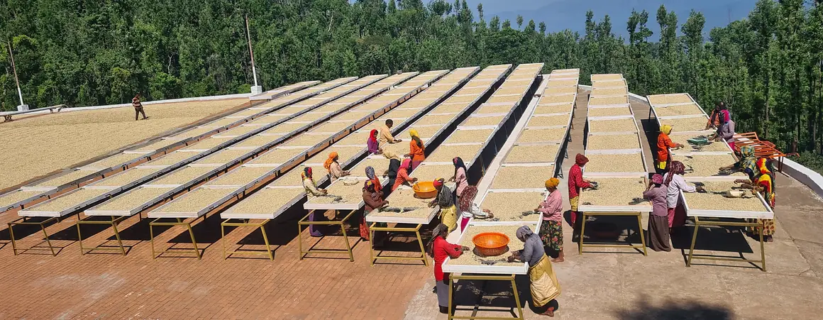 Rows of raised drying tables with workers turning the coffee