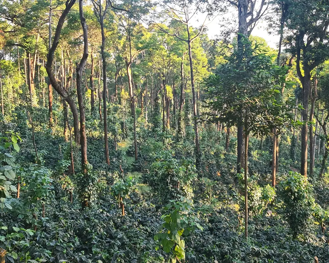 Coffee and pepper vines growing beneath a tall shade canopy in late afternoon light